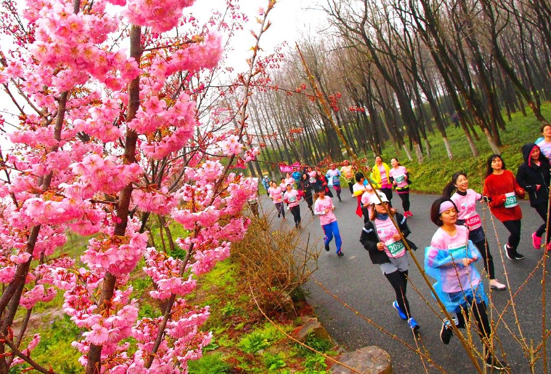 中国上海顾村公园举行的樱花节女子10公里精英赛，吸引了3000多名社会各界的女性跑步爱好者参加，路旁的樱花成为途中美景。