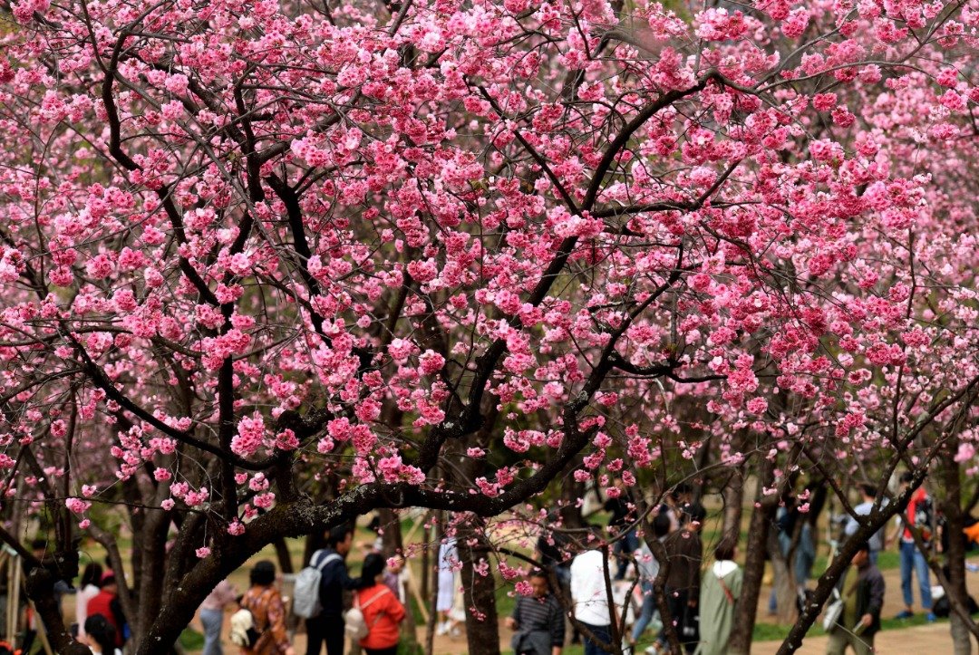 中国云南省昆明市圆通山公园的数千株樱花灿烂绽放，市民和游客纷至沓来，享受赏樱时光。