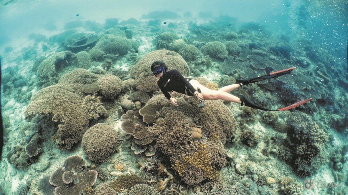 热爱潜水的Alycia喜欢周游列国体验不同的潜水乐趣。