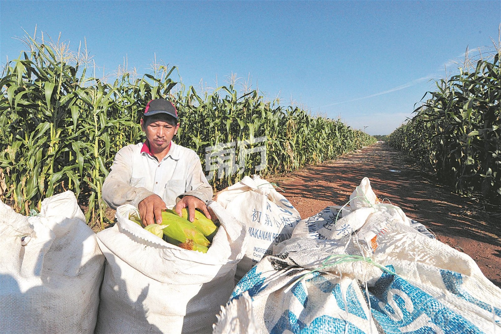 “耕心鲜”网购平台目前以预先收取订单的方式进行耕种紫玉蜀黍，有效控制生产成本。