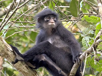 印尼叶猴（Raffles Banded Langur）。