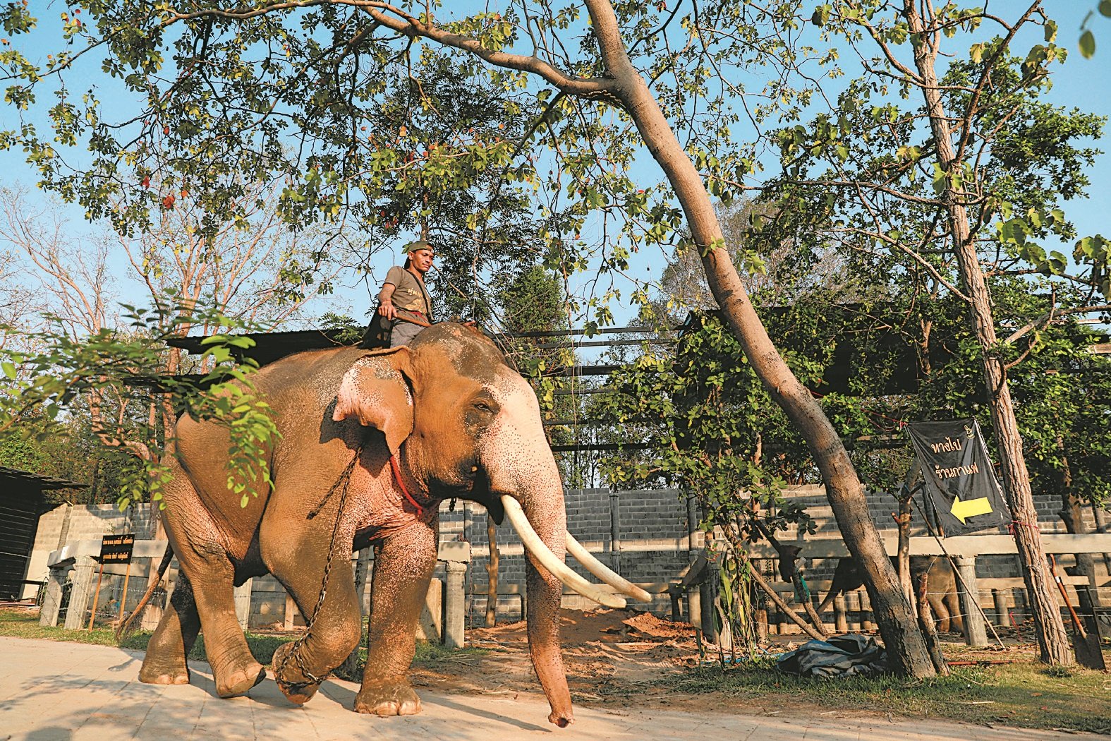 泰王哇集拉隆功将在周末举行加冕大典，准备工作进入最后阶段。这是一头名为艾柯柴的白象，将在大典中赠给泰王。管理员细心照顾，确保它保持最佳状态。白象在泰国被视为是王室的标志。