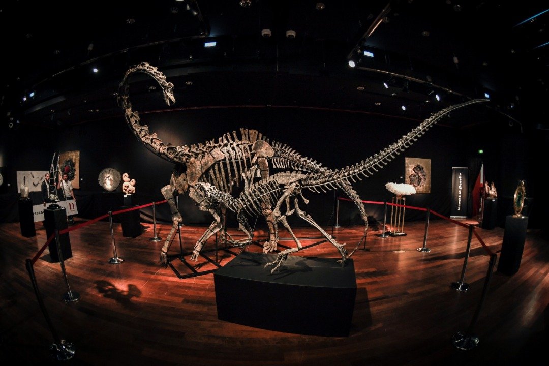地球经历上一次大规模灭绝，是6600万年前的白垩纪，当时恐龙全数灭尽，如今人类仅能从各国博物馆观看恐龙化石。这是法国巴黎的Drouot拍卖行，展示梁龙化石（后）与异特龙化石（前）。（法新社）