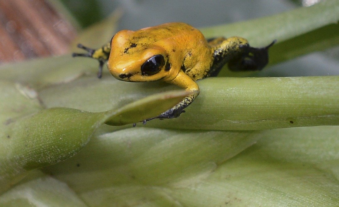 金黄箭毒蛙是世界上最毒的青蛙，也属于频临绝种蛙类。这是一只3个月大金黄箭毒蛙，饲养在哥伦比亚麦德林市圣塔菲动物园的实验室里。（法新社）