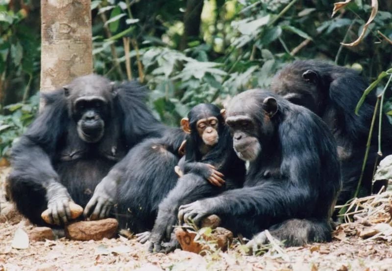 由于生存环境不断受到人类侵蚀，以及人类活动造成的各种压力，黑猩猩的文化行为面临失传、消失的命运。