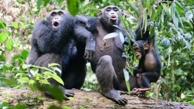 受人类活动冲击，非洲黑猩猩的社群文化行为正在退化