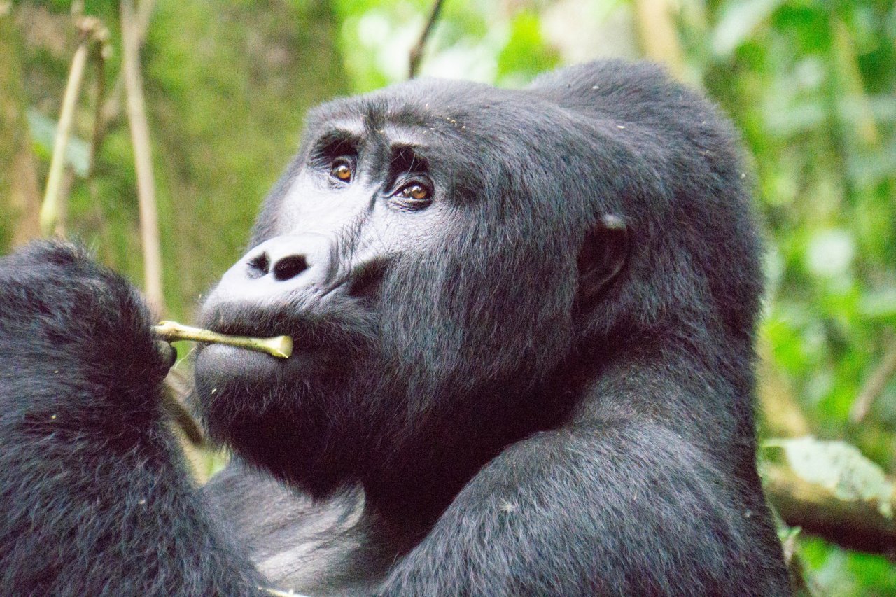 黑猩猩的这些代代相传的智慧行为， 学者一般称之为文化行为，非但没有演进上升，反而在退化。