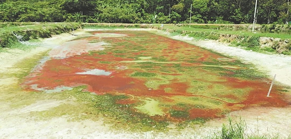 不只是工业废水会造成河流 污染，早前的巴登马六甲河也 因泥鳅养殖场排出的废水，导 致含氨量过高，被逼关闭滤水 站，令逾万人面对制水之苦。（档案照）