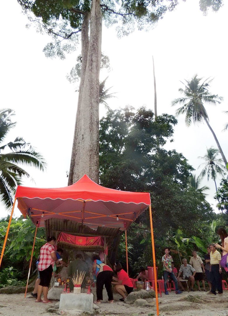 这棵直入云霄的百龄大树，向来被村民当成“神树”膜拜。