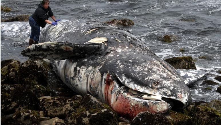 美西沿海发现58只死亡灰鲸，比2018全年死亡数还高。
