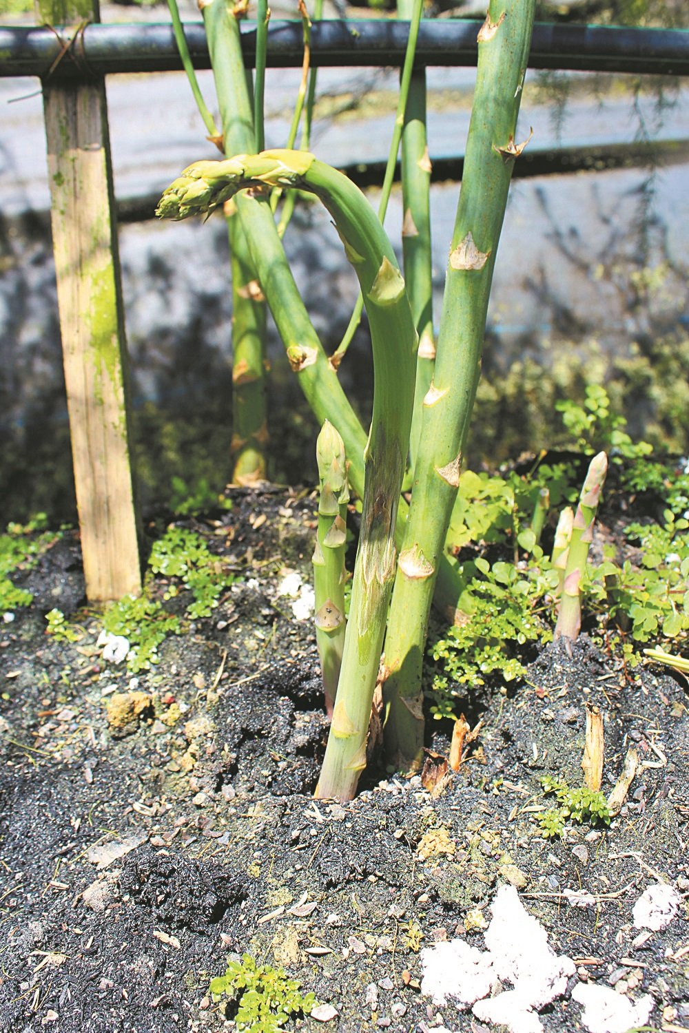 相信是因气温的问题， 好些芦笋幼芽在生长时，顶端会有所扭曲，影响卖相及价格。