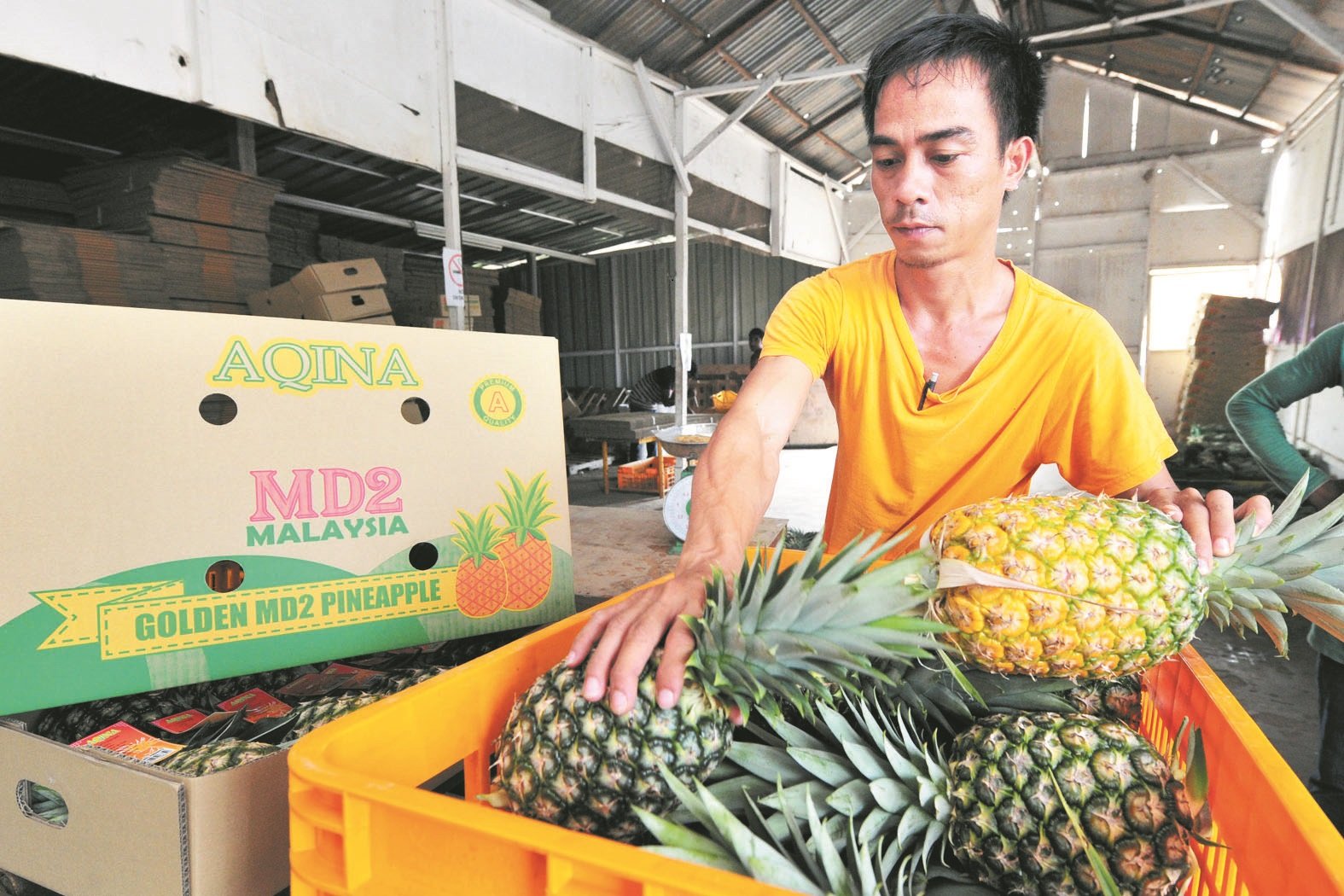 AQINA Farm种植的MD2有机黄梨，注重满足庞大中国市场需求。（摄影：杨金森）