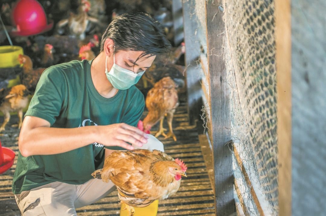 养鸡场工人严格检查鸡只的健康，确保生产的 鸡只符合食品安全及健康。 （AQINA Farm提供）