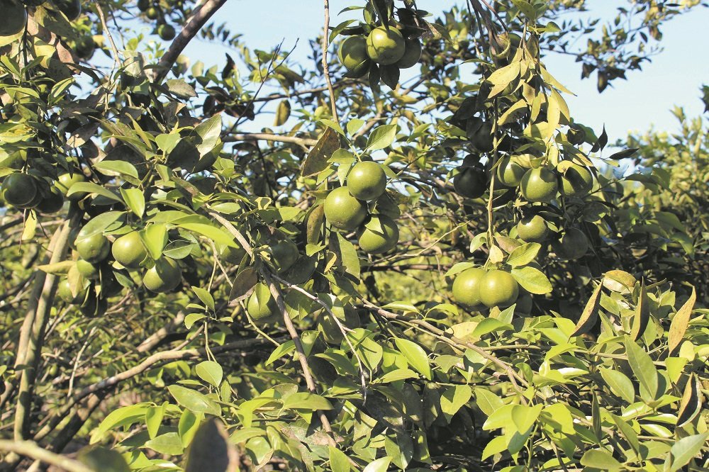 青皮蜜柑常年结果，果实成熟时，果实带软，转变成金黄色。