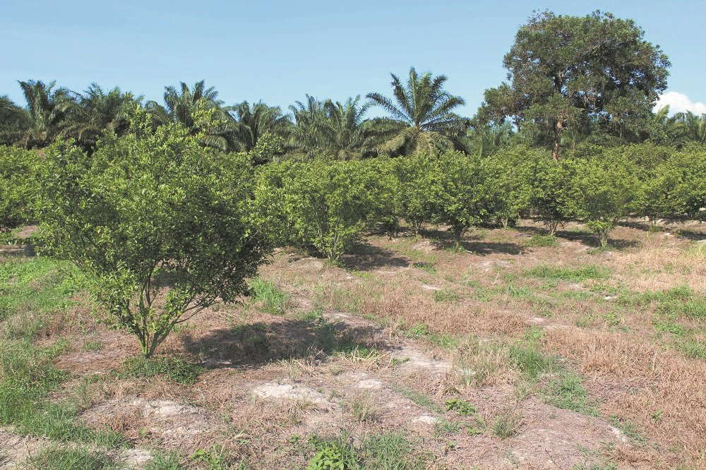詹大和利用6英亩地段种植1000棵青皮蜜柑树。