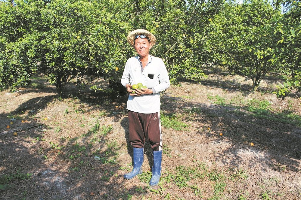 青皮蜜柑树每次结果，最高产量可达100公斤。图为詹大和手握刚采收的青皮蜜柑。