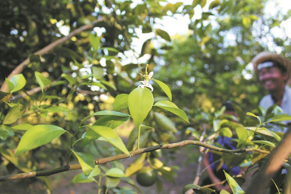 青皮蜜柑开出白色小花后，约半年后果实就会成熟。