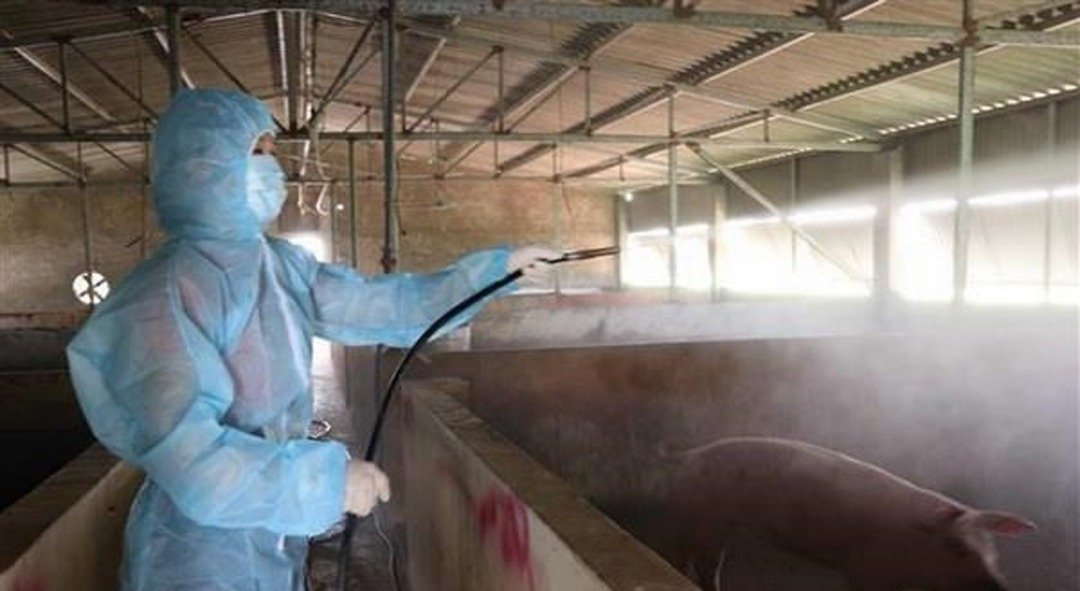 这是北宁省防疫人员，在嘉平县一个养猪场喷洒药水消毒。越南今年2月中开始出现非洲猪瘟，随即在全境迅速蔓延，至今已有42个省市爆发非洲猪瘟疫情。