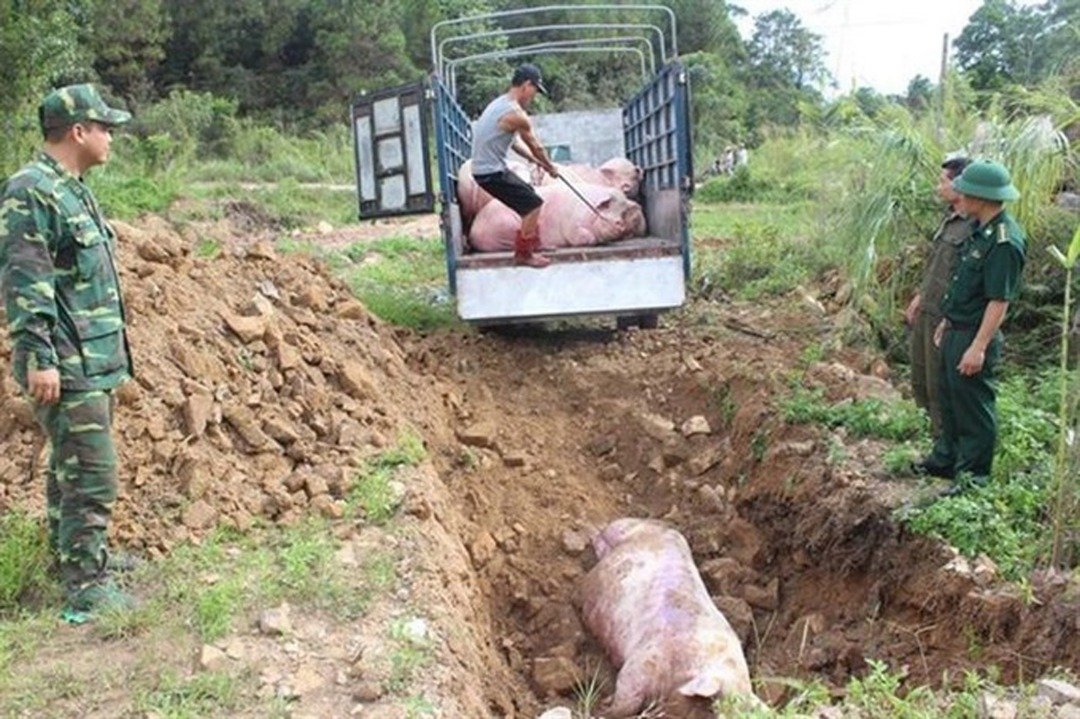 越南北部兴安省及太平省在今年初最早爆发非洲猪瘟疫情，当局被迫扑杀当地猪农所饲养猪只。这是当局在军方人员协助下，掩埋死猪。
