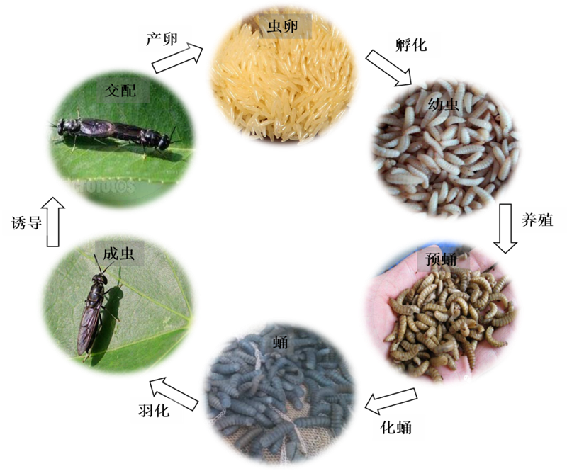黑水虻周期可分为虫卵、幼虫、预蛹、蛹、成虫、交配再产卵，生命周期约一个月。