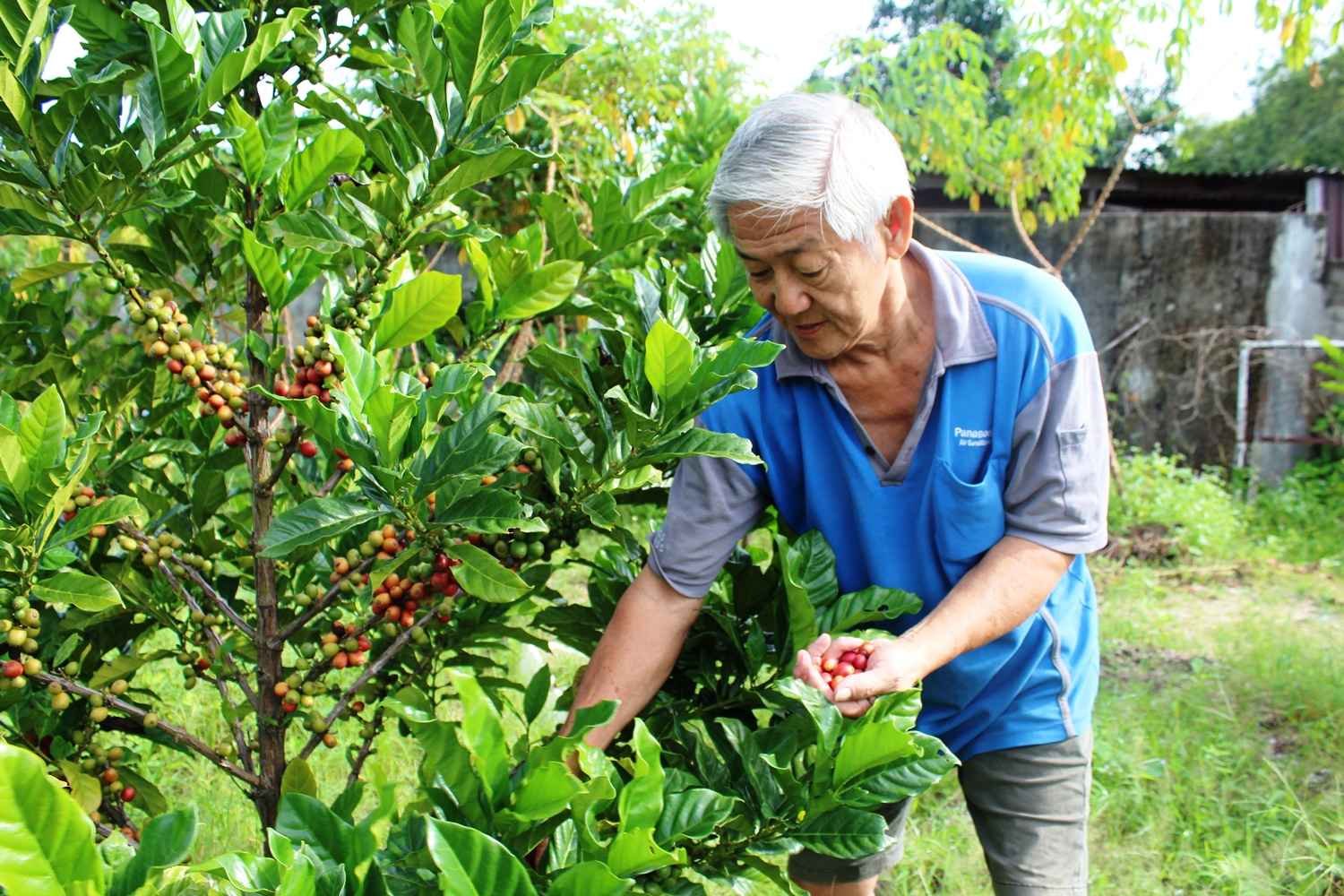 未曾务农的黄平，为推广新咖啡山的一村一品，依然投入咖啡树种植活动，如今已见收成，让其颇感欣慰。