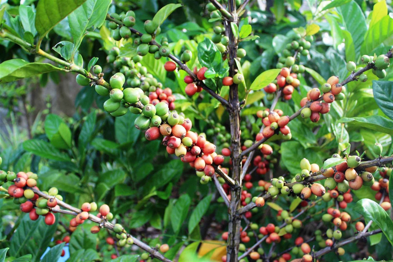 咖啡果皆长在树干上，其中青绿色为尚未熟透的咖啡果，鲜红色的则是熟果，两者混杂。