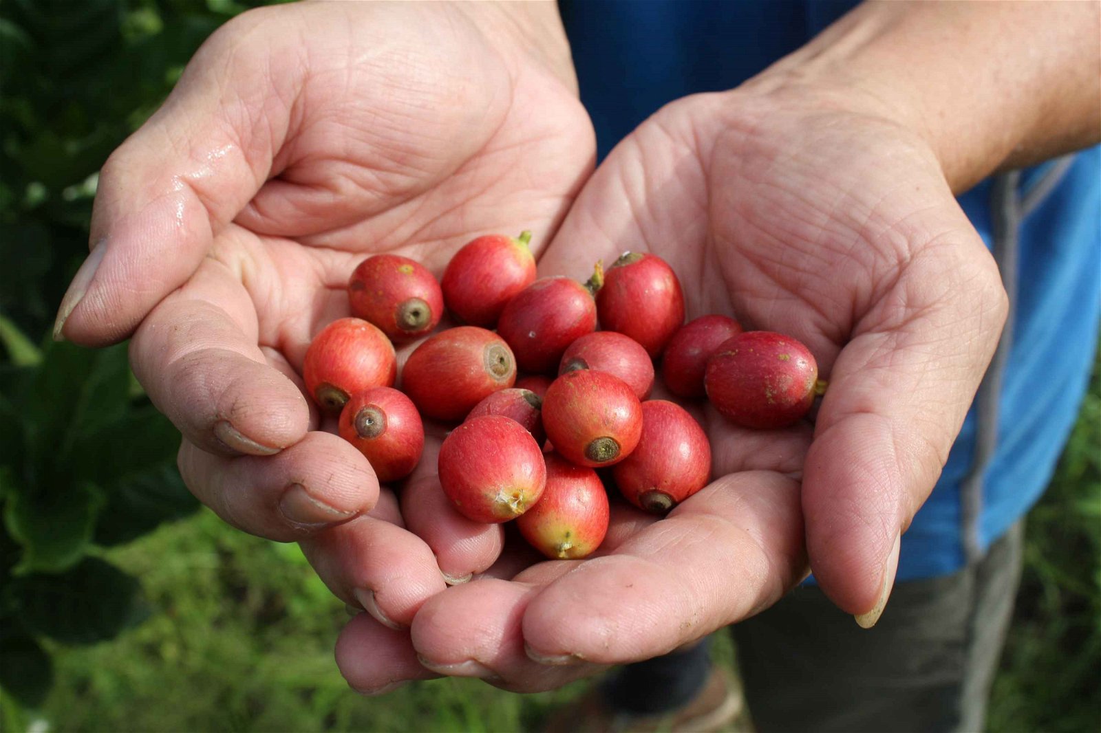 熟透的咖啡果从树上采摘下后，必须放在太阳下暴晒，才能取出内在的咖啡豆进行加工。