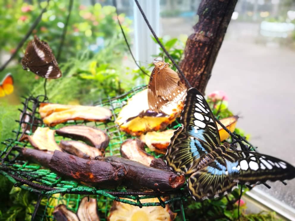一些家长也报销熟透的香蕉及黄梨，好让蝴蝶可以吸食果汁，学生更可近距离观看蝴蝶吸食的动作。