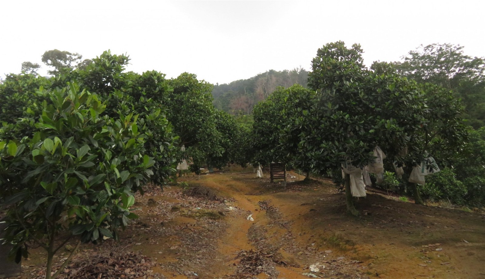 杨乐金在3英亩果园里，种植了不同品种的菠萝蜜。