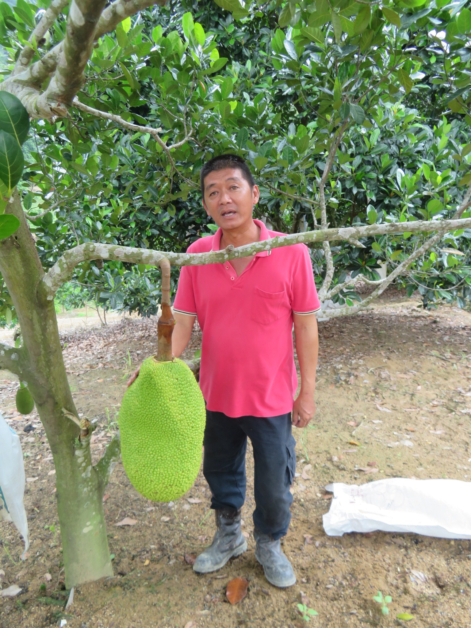 杨乐金表示，菠萝蜜拥有许多品种，重量最高可达40公斤。