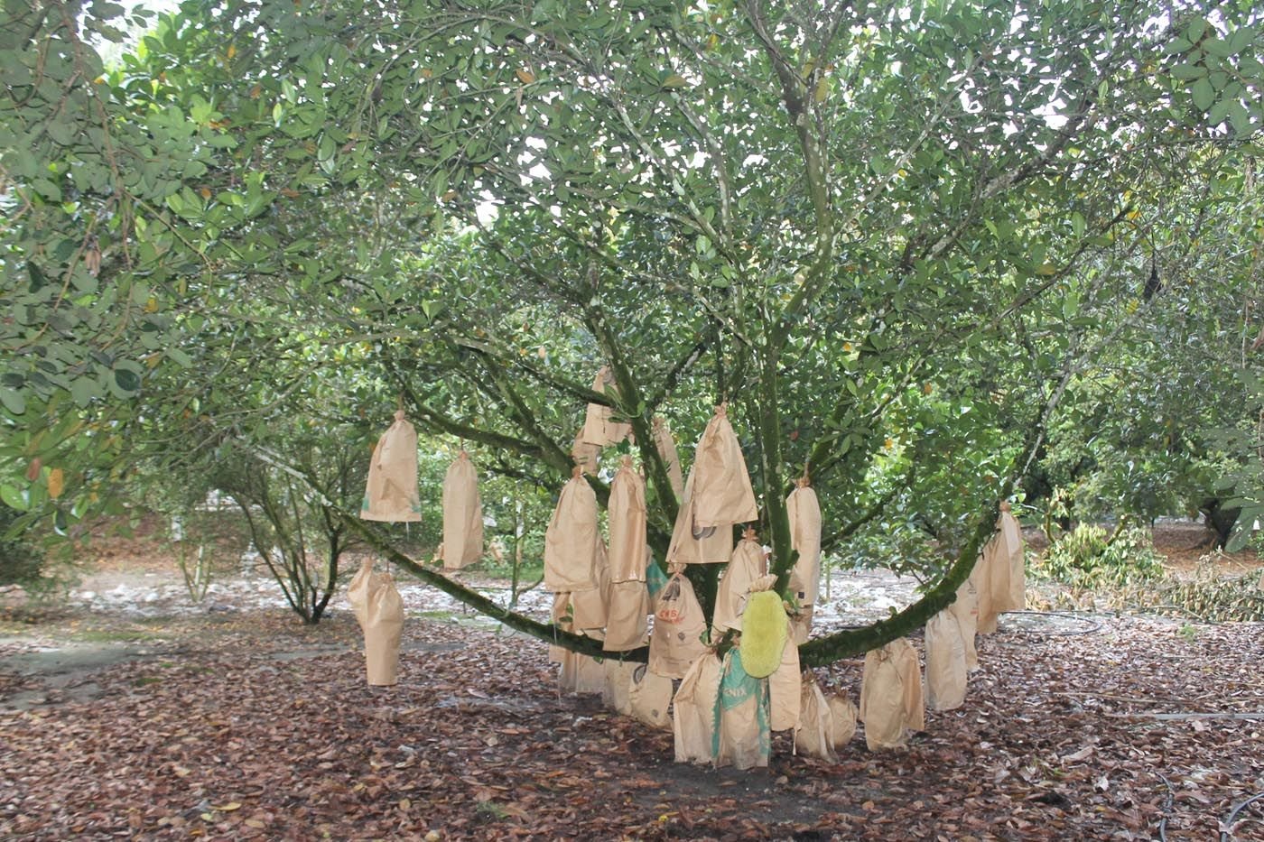 4年以上的波罗蜜树就开始盛产果实。