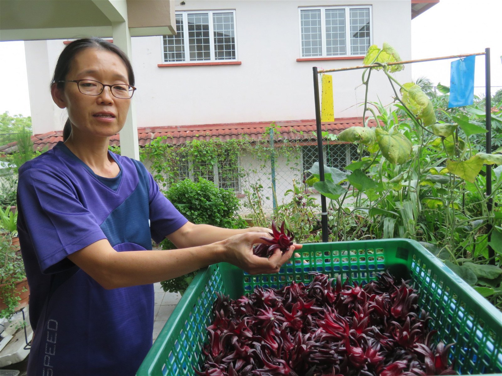 彭雅玉向记者展示其自己种植的洛神花，除了一周会在芙蓉摆摊3天出售外，也会把洛神花产品批发到吉隆坡及加影一带。