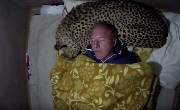 沃克依偎著小猎豹一起入睡，画面相当温馨。（图取自YouTube／Caters Clips）