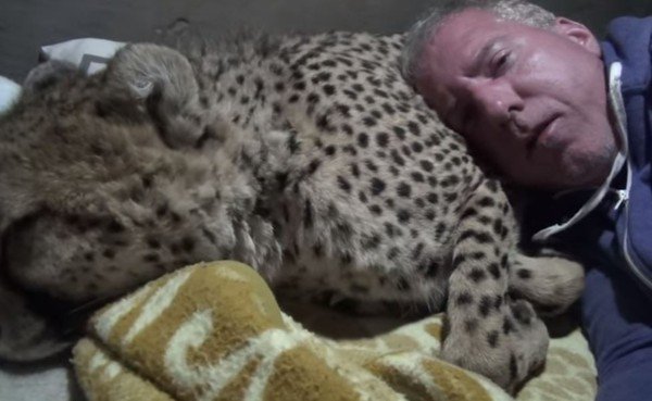 沃克最后将小猎豹的身体当成枕头 。（图取自YouTube／Caters Clips）