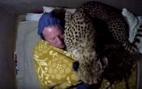 动物学家沃克在野外露营，半夜醒来发现身旁躺了一只猎豹 。（图取自YouTube／Caters Clips）