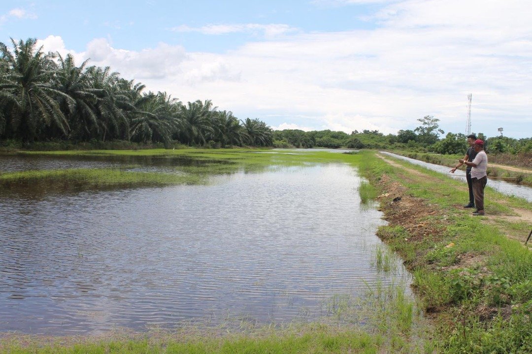 雨水过量成灾，导致稻田变成“湖泊”，农民心血全毁。