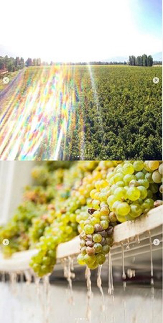 T.O.P上传了一张疑似是“葡萄酒庄农场”的照片。