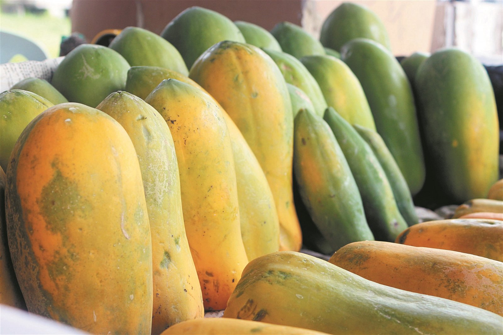 木瓜保存期限短，商家不敢卖贵担心没人购买。