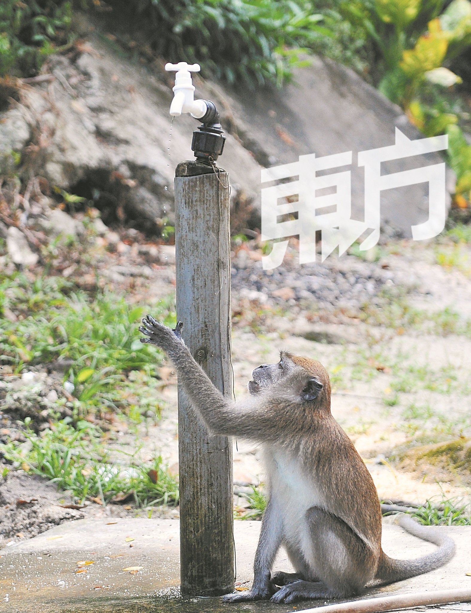 康晴生态森林公园四处可见猴子的踪影。（摄影：邱继贤）