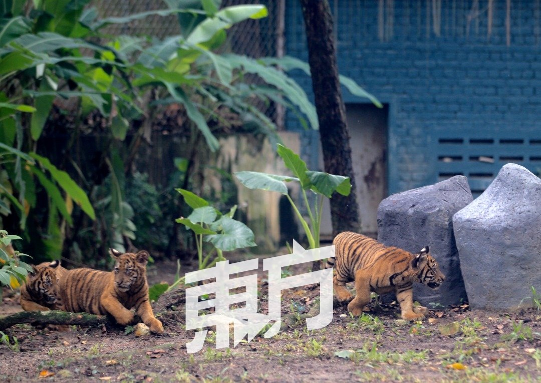 自今年5月诞生在国家动物园的3只虎宝宝，体重达到12公斤，目前尚在母虎哺乳照顾下茁壮成长，动物管理员近期也会逐步转为给虎宝宝提供固体食物。