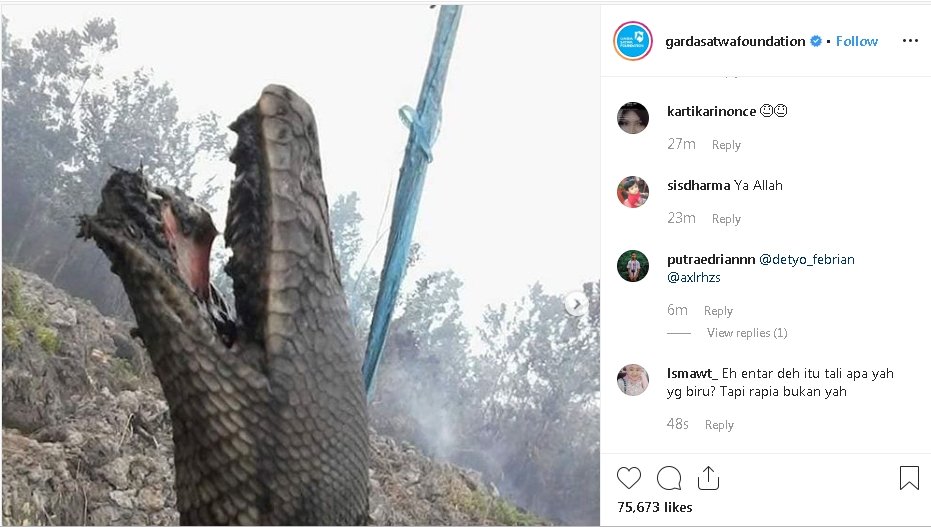 印尼森林大火！烧出罕见“巨大蟒蛇焦尸”（图取自Garda Satwa Foundation IG）