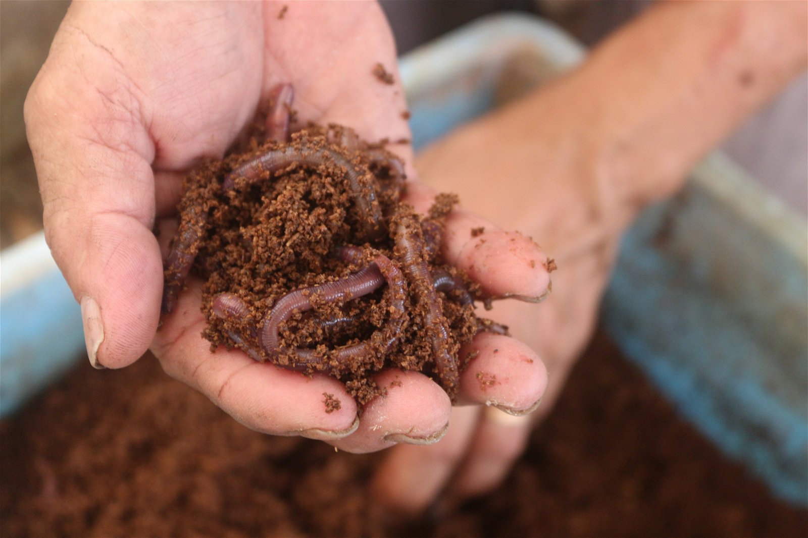张平财使用蚯蚓粪施肥，养好土壤品质。