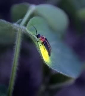 太平甘榜柳萤火虫观赏区河岸的部份萤火虫，往内部迁移栖息地。