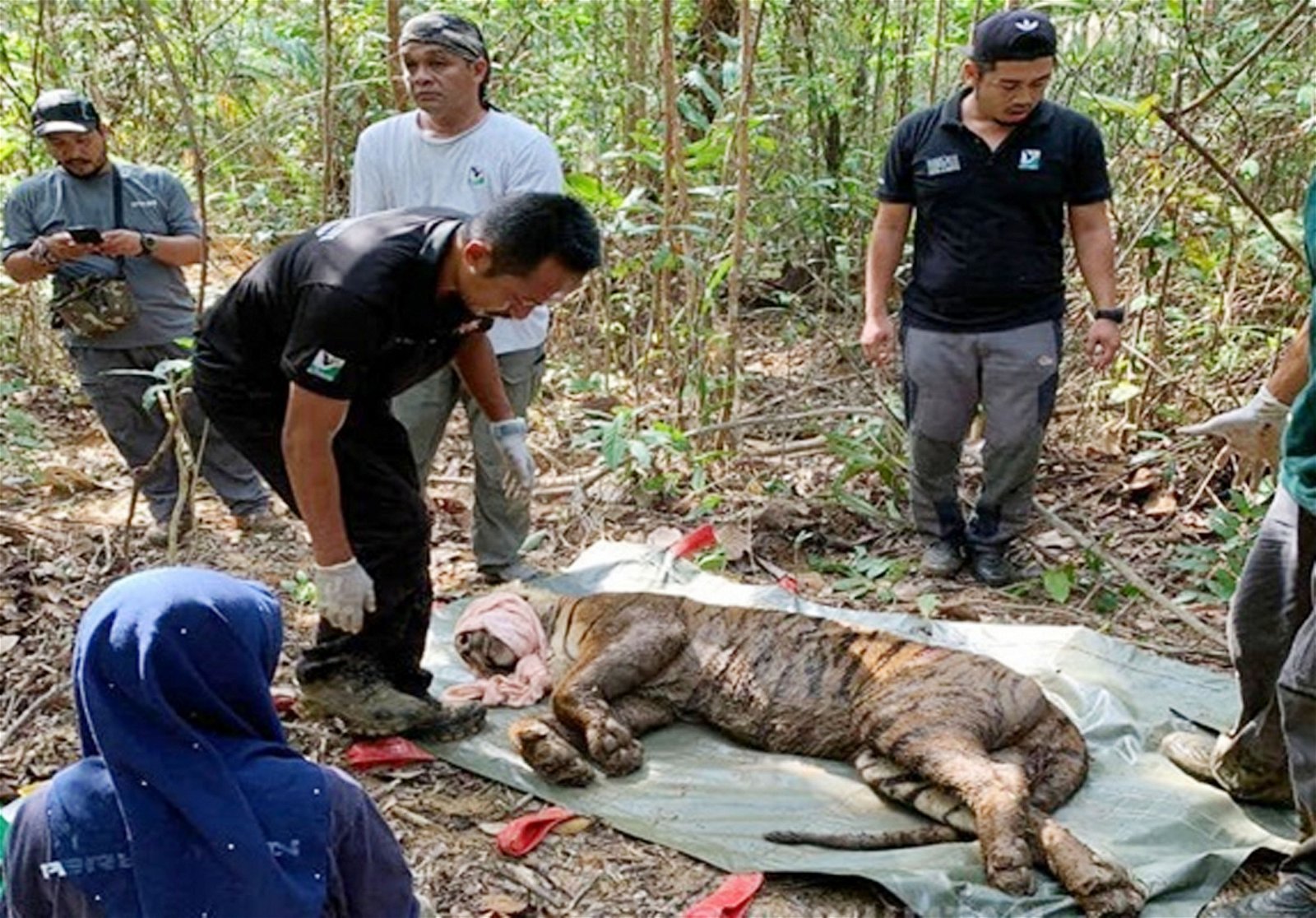 2019年7月，一只感染犬瘟症病毒的马来亚虎走出森林 ，闯入登嘉楼州龙运的勿述村落。（档案照）