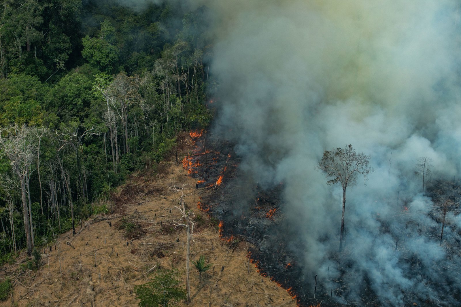 上个月，亚马逊林火延烧，经过一段日子后才得到媒体和当地政府的关注，引起全球环保组织强烈不满。素有“地球之肺”称号的亚马逊热带雨林如今正面临森林面积骤减、稀有物种灭绝的危机。（图片：绿色和平 Greenpeace）