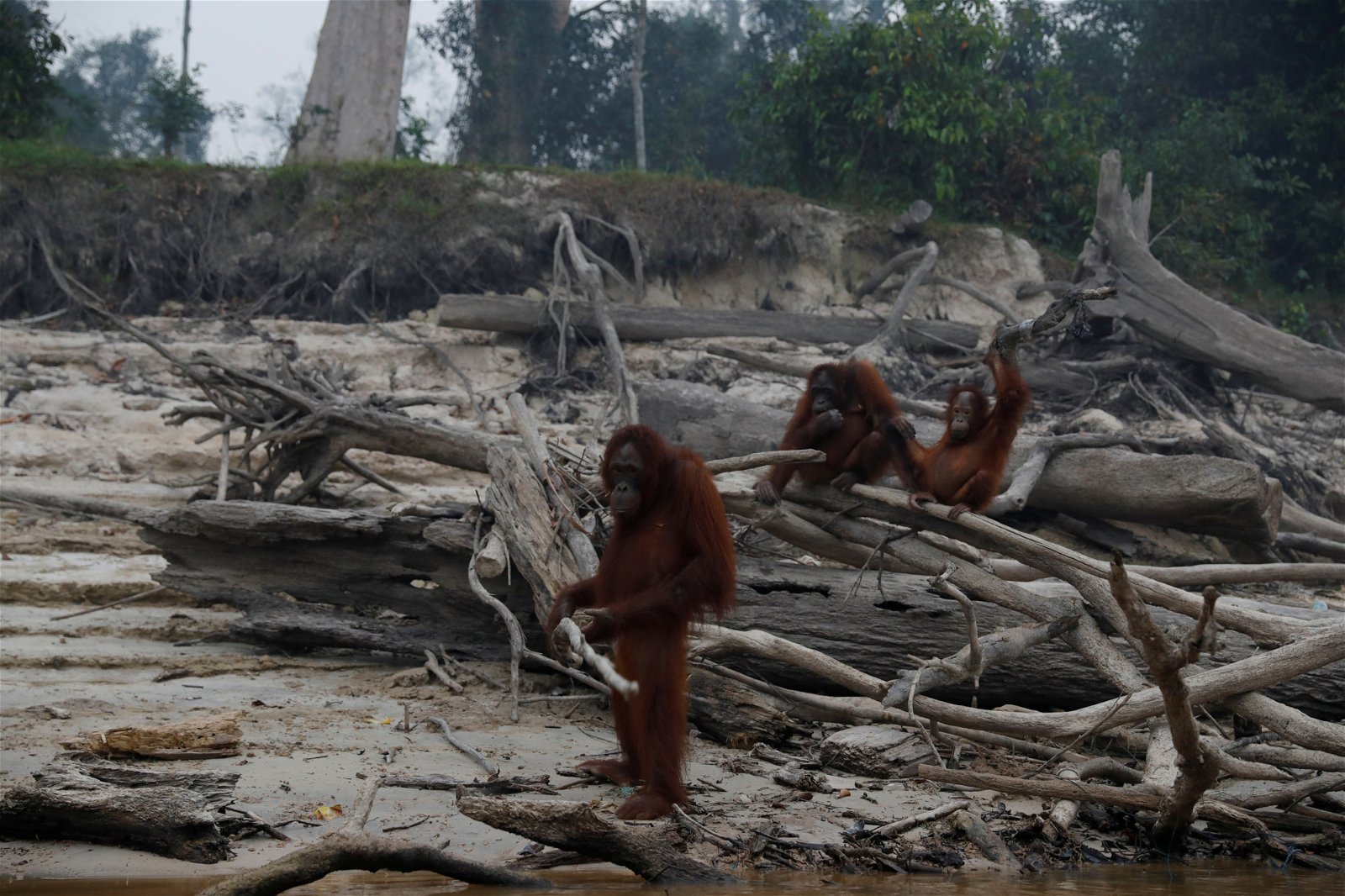 印尼林火霾害不仅波及邻国新加坡和马来西亚，印尼当地动物保护组织更表示，有37只猩猩出现呼吸道感染症状。