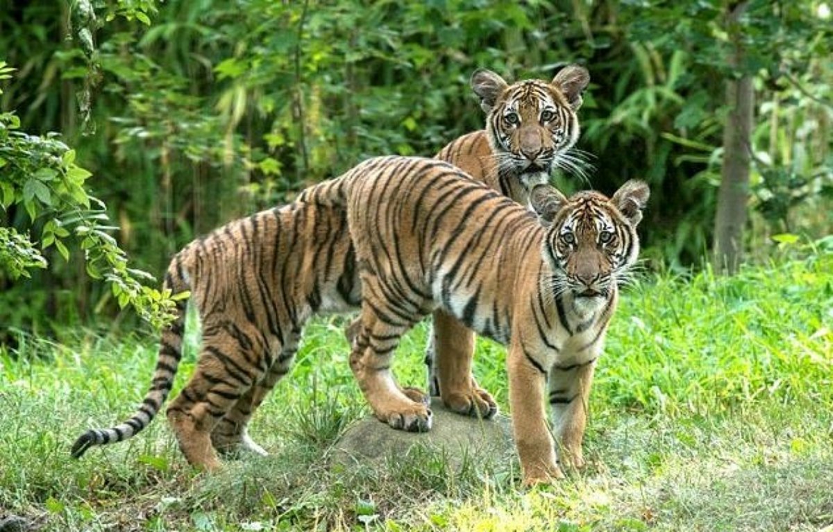 布朗克斯动物园一只名为纳迪雅的雌性马来亚虎（前），在当地时间周日确诊新冠肺炎。