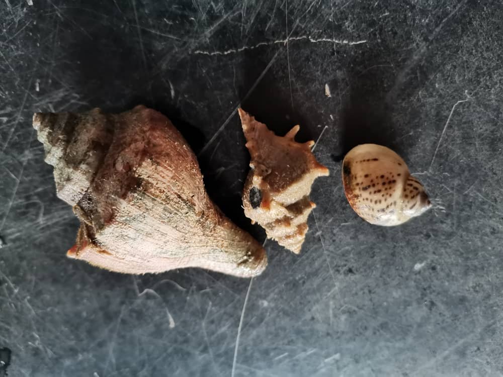 角螺（左起）、刺螺及花螺是血蚶的克星。
