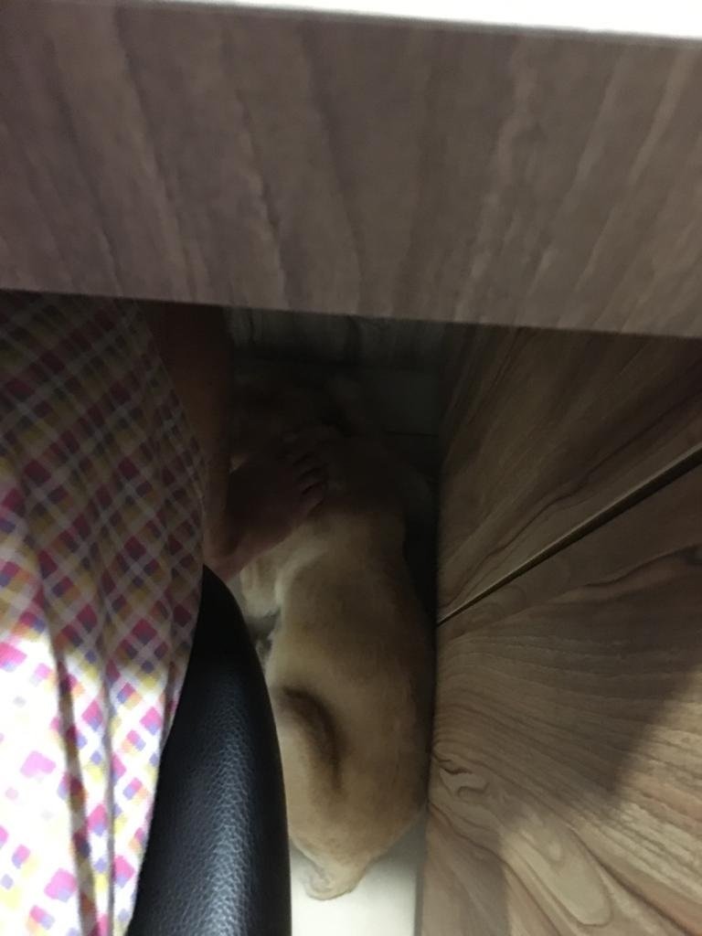 只要遇上雨天打雷，Cony即会在家中乱窜并躲在柜子底下。