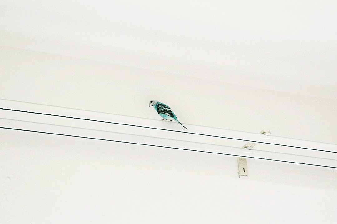 名为可乐的虎皮鹦鹉，从笼子里放出来就飞到高高的窗架上。
